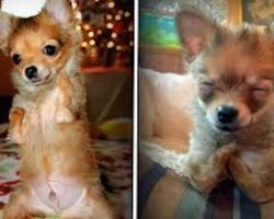 Rescued Chihuahua Born Without Front Legs Is Adorable Little Fighter