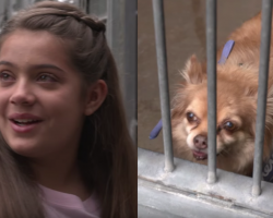 Girl sees an old, forgotten dog at the shelter. But then she walks outside to see a crowd waiting for her