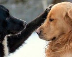 New Study Reveals Dogs Will Unselfishly Give Their Friends Treats
