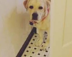 Labrador Retriever Adorably Stalks Owner