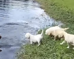 Labrador Retriever Father Teaches His Puppies To Swim