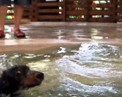Cute Dachshunds Have An Awesome Pool Party