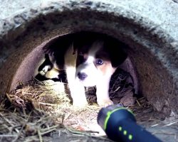 This Video About Abandoned Dogs Will Make You Rethink Humanity. Everyone Should See.
