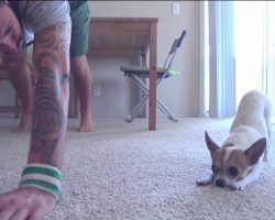 Adorable Chihuahua Mirrors His Owner’s Yoga Poses