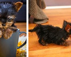 Meet Meysi: she’s under 3-inches tall and is the world’s smallest dog