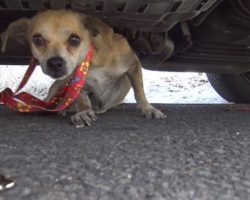 Sick And Sleeping On A Shoebox, Stray 3-Legged Dog Stunned When Rescuers Comes To Save Her