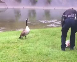 Panicked mama goose grabs cop’s attention, leads her to baby tangled in balloon string
