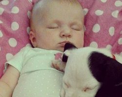 This Baby And Her Pet Pit Bull Puppy Have The Most Adorable Friendship Ever