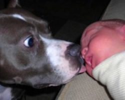 20 reasons why pit bulls make the worst pets…
