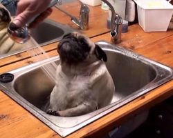 When This Pug Bathes In The Sink, My Sides Hurt From Laughing