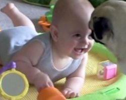 A Dog Makes The Baby Laugh In Order To Do THIS – Mom’s Stunned By What She Sees