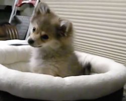 A Puppy Tries To Mimic A Wolf Howling – No Words Can Describe This Level Of CUTENESS