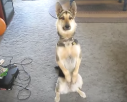 Dog deserves a treat after the most dramatic version of playing dead