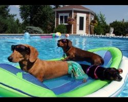 Sexy Ladies Wiener Party – it’s a wiener dog pool party!