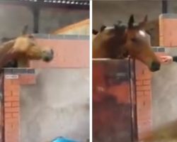 She Starts Dancing To “All About That Bass,” Now Watch What Her Horse Does …I’m CRYING!