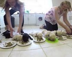 10 Weaning Labrador Puppies Enjoy Solid Food For The First Time