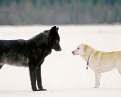 This Is What Happens When A Wild Wolf Approaches A Dog
