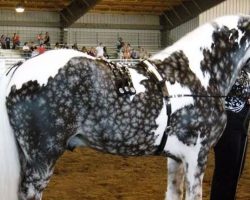 10 horses with unique markings you’ve never seen before