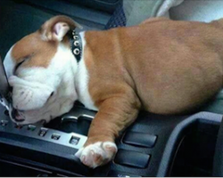 23 perfectly plump puppy bellies you simply cannot resist