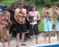 5 little puppies line up in a swim race. Pay attention to the left one