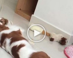 An Exhausted Dog Momma Was Sleeping Near Her Puppies When She Got An Adorable Interruption