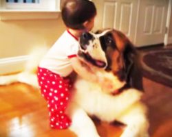 Baby Hugs Saint Bernard For The Very First Time