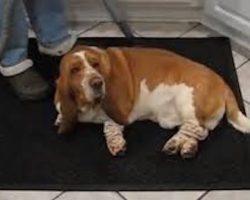 Basset Hound Loves Getting Groomed With Vacuum Cleaner
