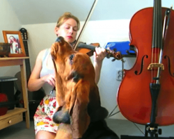 Basset Hound Adorably Sings Along During Violin Practice