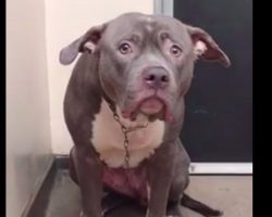 Camera captures the moment dog realizes his family is leaving him at the shelter