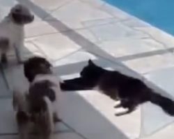 Cat is lying down near pool but is annoyed by the dogs, teaches the dogs a lesson
