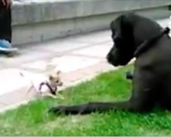 Chihuahua Takes On Great Dane In The Most Endearing Play Fight Ever