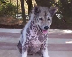 Dog performs happiest dance once he realizes he’s being adopted