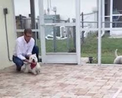 Excited Dog Who Adores Pool Shows Off Her Diving Form