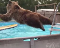 Grizzly bear’s amazing belly flop is caught on film