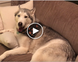 Husky Can’t Allow His Owner Talk About The Poop On The Floor. Watch Him Get Vocal!