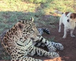 Jack Russell Terrier And Jaguar Are Unlikely Best Friends