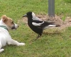 Jack Russell Terrier Has An Unusual Friendship With Australian Magpie