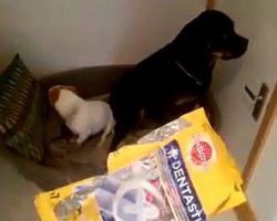 Naughty Dogs Refuse To Say Who Ate All The Treats