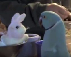 Parrot gets a bunny as a toy. He loves it so much that he just can’t stop talking about it