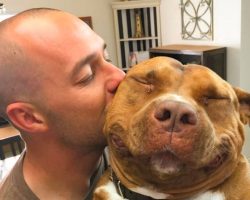 Pit bull can’t stop smiling after being rescued. These 10 photos say it all