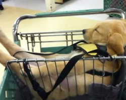 Proof That Puppies Can Sleep Just About Anywhere