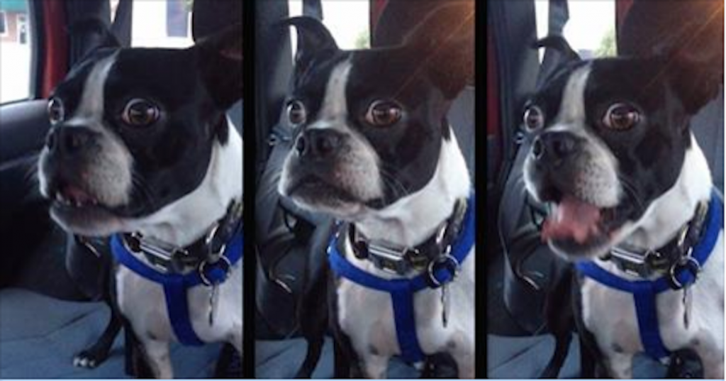 Boston Terrier Lets Out Hilariously Unusual Bark Every