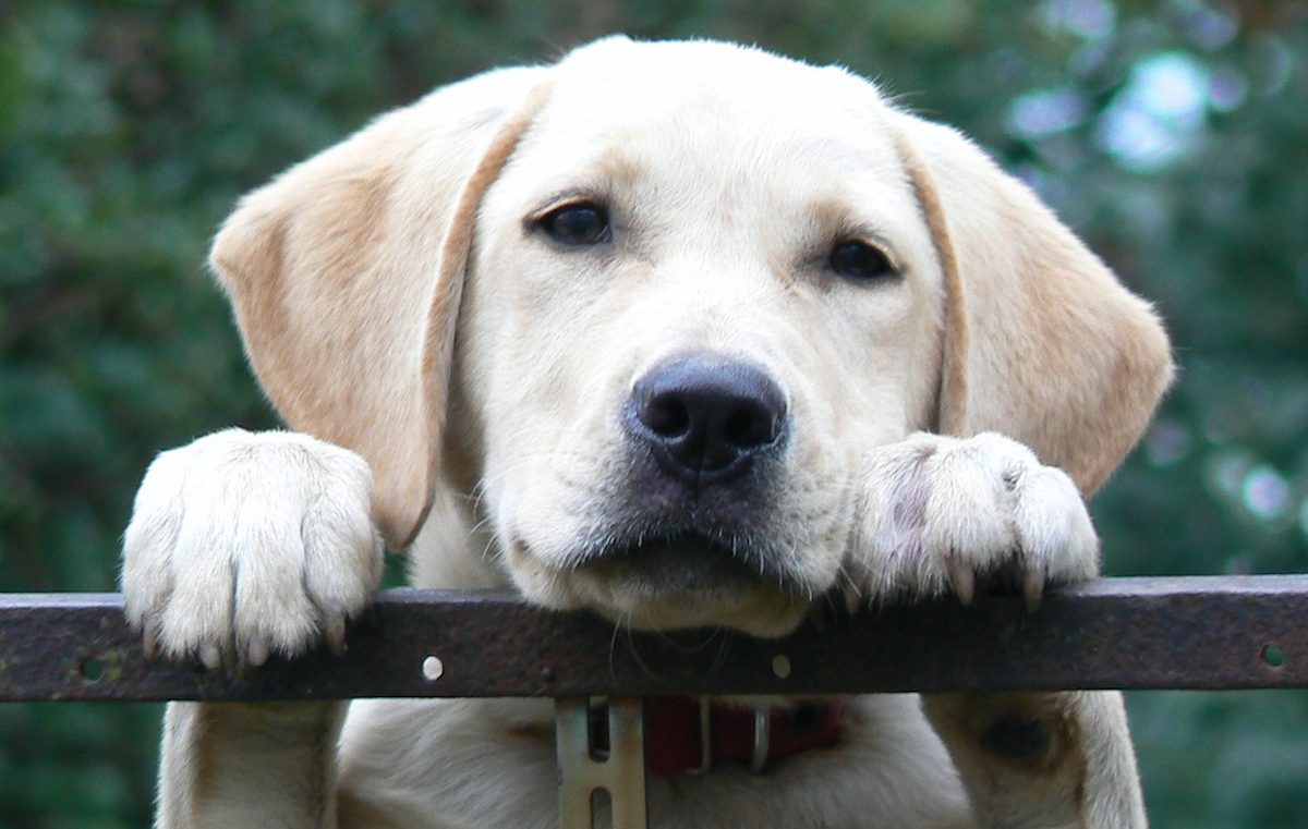 12 Dog Breeds Prone To Separation Anxiety