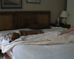 Sleepy Bassett Hound Takes His Naps Very Seriously