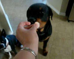 Rottweiler Has The Funniest Reaction When Offered Shrimp Treat