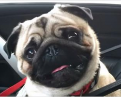 Pug Finds Out He Is Going To Pet Store And Goes Out Of His Mind