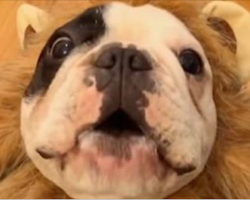 This Adorable French Bulldog Thinks He’s A Lion And Tries To Sing The Song Of His People! LOL!