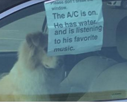 10+ Funny Dog Tweets That Are Too Relatable