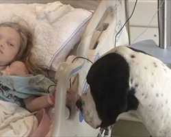 Great Dane Walks Up To Her Hospital Bed, Now Keep Your Eyes On The Dog’s Back