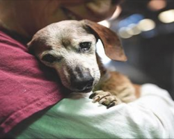 18-Year-Old Blind Dachshund Dumped At Shelter Clings To The First Person Who Makes Her Feel Safe
